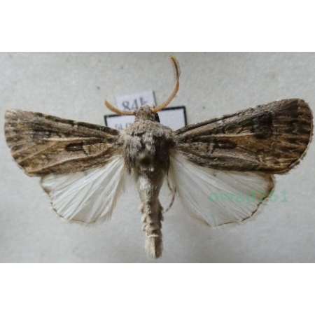 Euxoa temera (Hübner, 1808) Slovakia84k